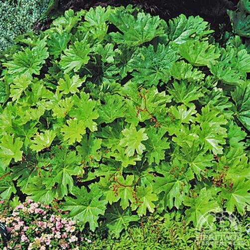 UMBRELLA PLANT (DARMERA PELTATA) 1G