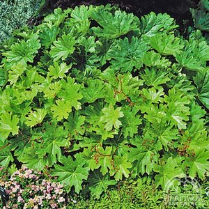 UMBRELLA PLANT (DARMERA PELTATA) 1G