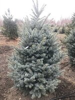 Upright Evergreens