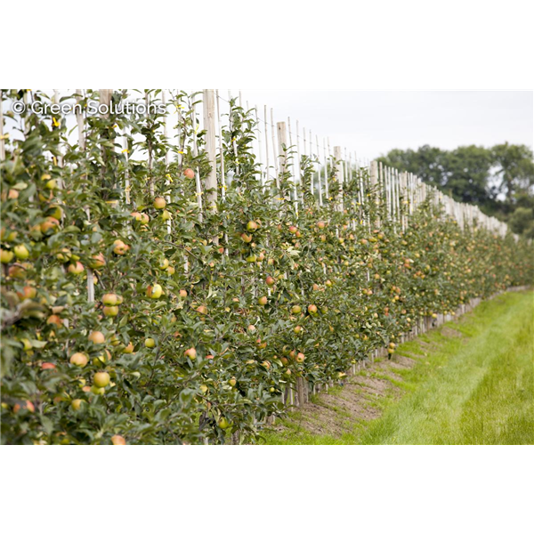 URBAN BLUSHING TREAT CULOMNAR APPLE