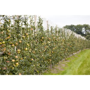 URBAN BLUSHING TREAT CULOMNAR APPLE