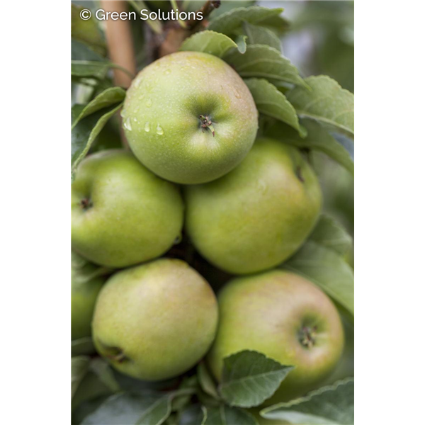 URBAN GOLD TREAT COLUMNAR APPLE