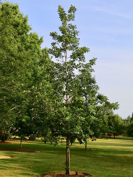 URBAN PINNACLE OAK 60MM