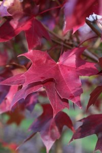 URBAN SUNSET TRUNCATUM MAPLE 275CM - image 2