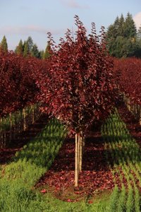 URBAN SUNSET TRUNCATUM MAPLE 275CM - image 3
