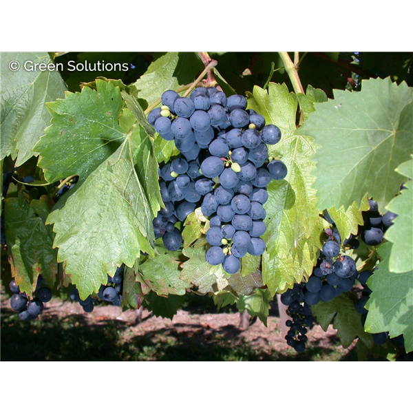 VALIANT Hardy Grape 1G