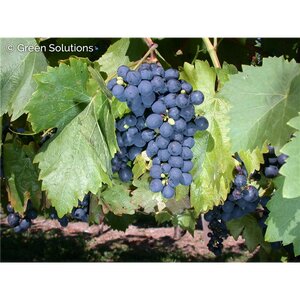 VALIANT Hardy Grape 1G