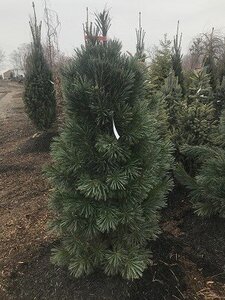 VANDER WOLF'S PINE 100 CM