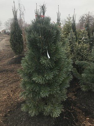 VANDERWOLF PINE 125CM