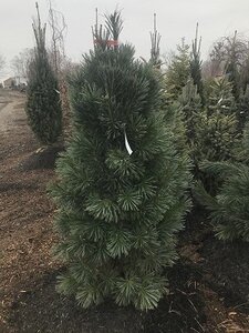 VANDERWOLF PINE 125CM