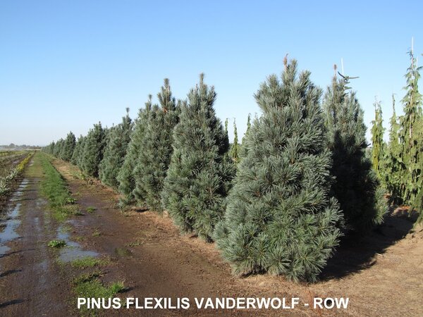 VANDERWOLF PINE 150 CM