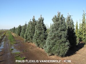 VANDERWOLF PINE 175 CM