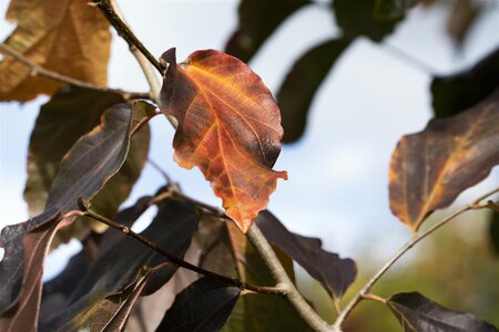 VANESSA PARROTIA 175CM 3 month warranty - image 1
