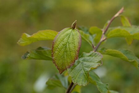 VANESSA PARROTIA 175CM 3 month warranty - image 3