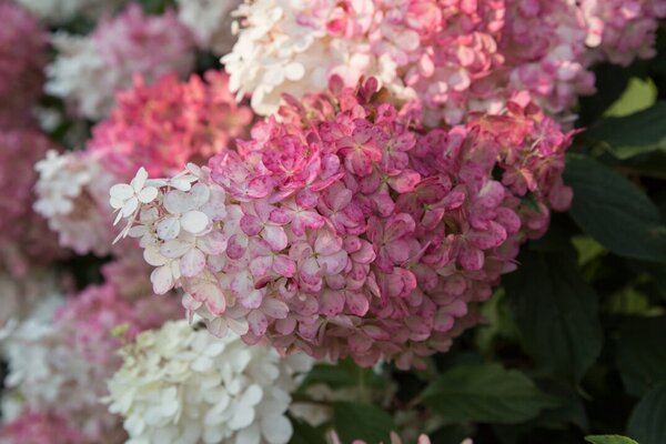 VANILLA STRAWBERRY HYDRANGEA STD 80CM STEM (130CM TOTAL)