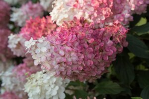 VANILLA STRAWBERRY HYDRANGEA STD 80CM STEM (130CM TOTAL)
