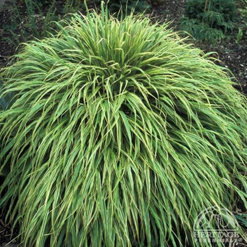 VARIEGATED JAPANESE FOREST GRASS ALBO STRIATA 1G