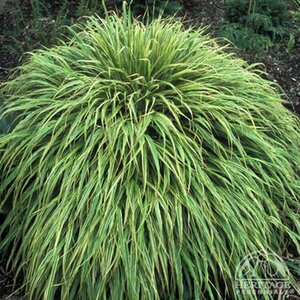VARIEGATED JAPANESE FOREST GRASS ALBO STRIATA 1G