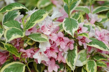 VARIEGATED WEIGELA 30 CM.