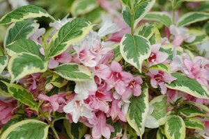 VARIEGATED WEIGELA 30 CM.