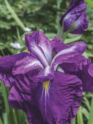 VARIGATED JAPANEASE IRIS 1G