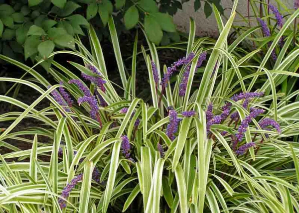 VARIGATED LILY TURF 1G