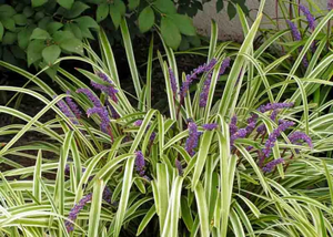 VARIGATED LILY TURF 1G