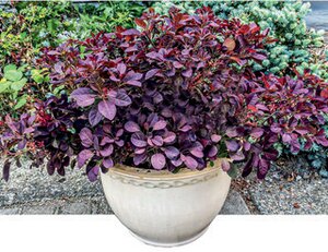 VELVETEENY DWARF SMOKEBUSH 30CM