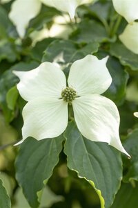 VENUS FLOWERING DOGWOOD 175 CM - image 4