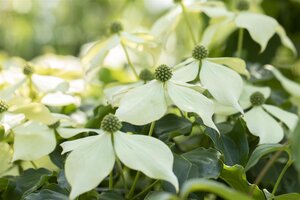 VENUS FLOWERING DOGWOOD 175 CM - image 2