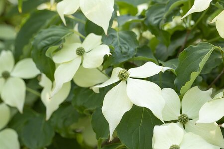 VENUS FLOWERING DOGWOOD 175 CM - image 3