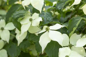 VENUS FLOWERING DOGWOOD 175 CM - image 3