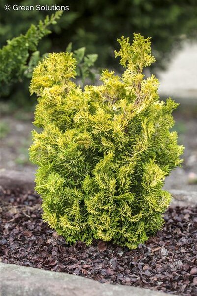 VERDONI DWARF CYPRESS 30 CM