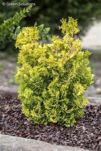 VERDONI DWARF CYPRESS 30 CM
