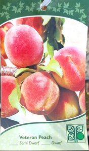 VETERAN PEACH SEM (3 month warranty)