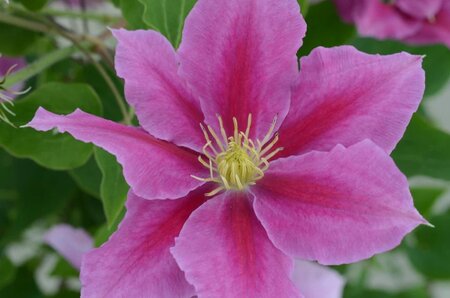 VICKY CLEMATIS 2G