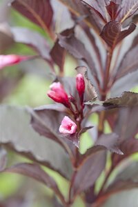 VICTORIA WEIGELA STD 100CM 3MONTH WARRANTY - image 1