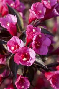 VICTORIA WEIGELA STD 100CM 3MONTH WARRANTY - image 2