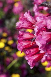 VICTORIA WEIGELA STD 100CM 3MONTH WARRANTY - image 3