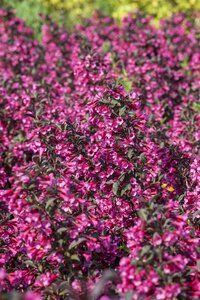VICTORIA WEIGELA STD 100CM 3MONTH WARRANTY - image 4