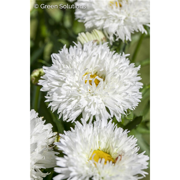 VICTORIAN SECRET SHASTA DAISY 1G
