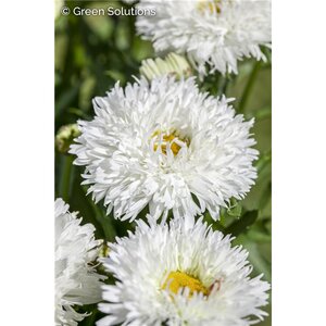 VICTORIAN SECRET SHASTA DAISY 1G