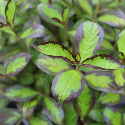 VINHO VERDE WEIGELIA 30CM