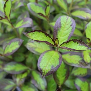 VINHO VERDE WEIGELIA 30CM