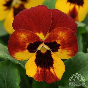 VIOLA SORBET FIRE