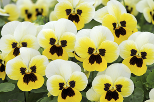 VIOLA SORBET XP LEMON ICE