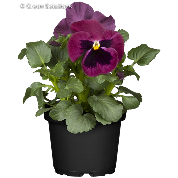VIOLA X WITTROCKIANA FS RASPBERRY 3IN
