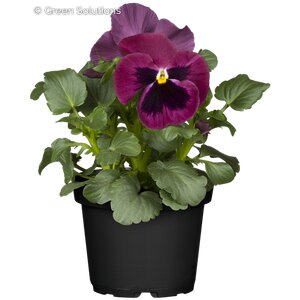 VIOLA X WITTROCKIANA FS RASPBERRY 3IN