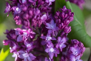 VIRTUAL VIOLET LILAC 50CM
