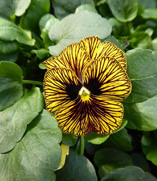 VOILA TIGER EYE YELLOW 3IN